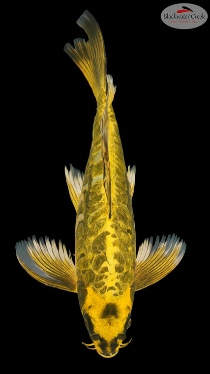 Ki Kikkokuryu Butterfly 15 inches [EA3-8526-1]