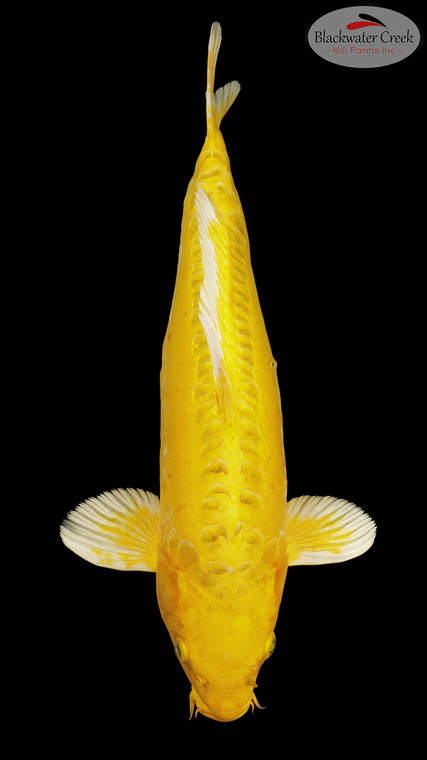 Yamabuki 16 inches [EA3-8526-2]