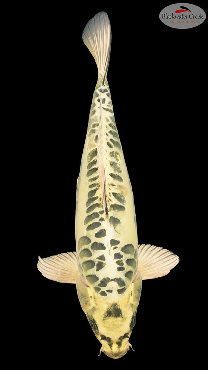 Aragoke 15 inches [EA7-8526-13]