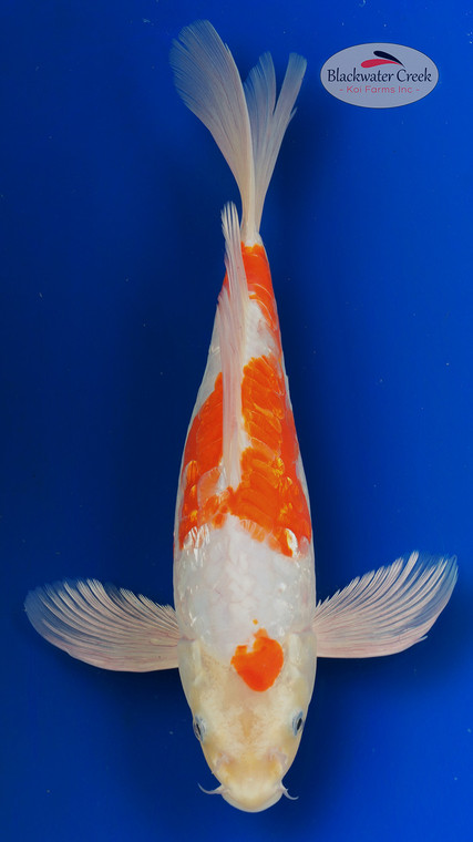 "Sparkle" Doitsu Hariwake Butterfly 14 inches [EA9-8526-19]