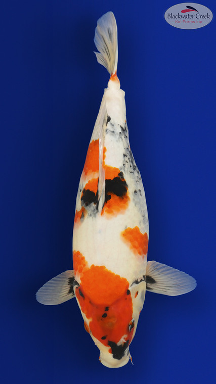 Showa 15 inches [EA9-8526-20]