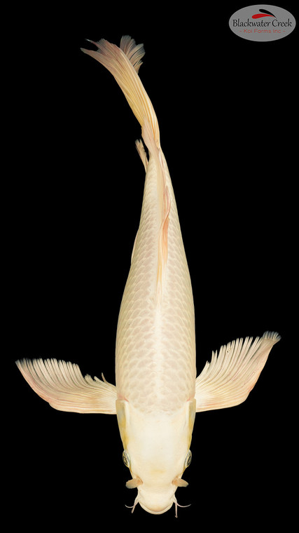 Platinum Butterfly 16inches [EB4-8526-28]