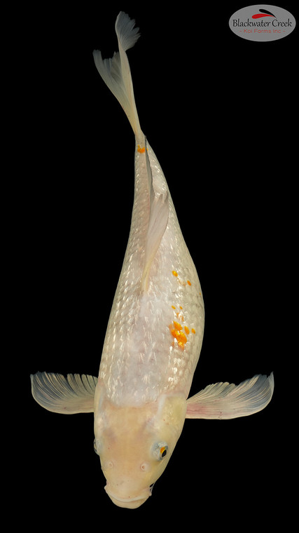 Soragoi Butterfly 17 inches [EB4-8526-30]
