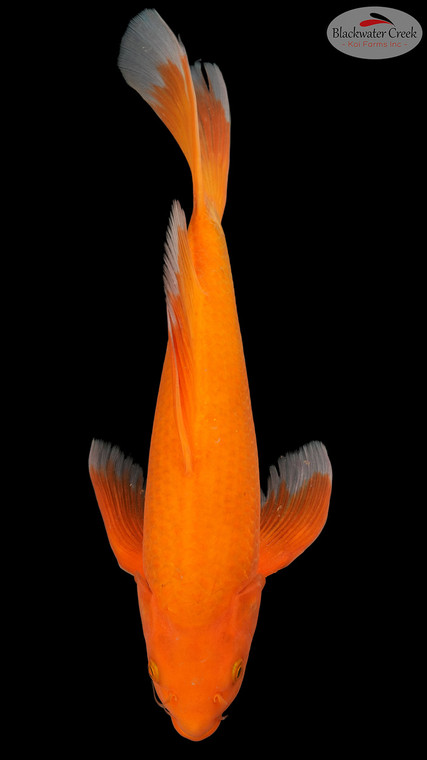 Cinnamon Chagoi Butterfly 16 inches [EB4-8526-31]