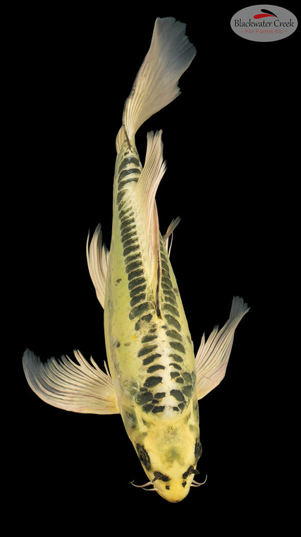 Kikokuryu Butterfly 15 inches [EB5-8526-37]
