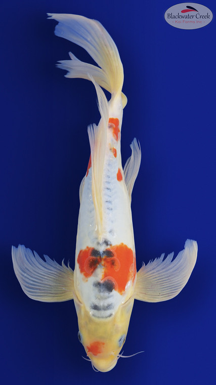 Shusui Butterfly 16 inches [EB6-8526-51]