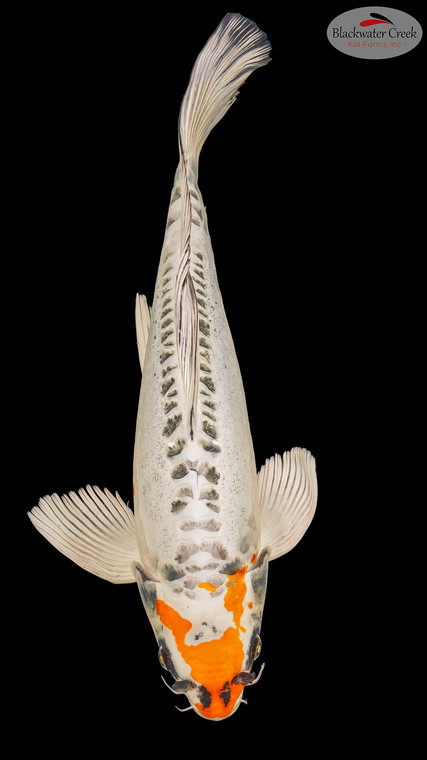 Beni Kikokuryu Butterfly 17 inches [EB7-8526-55]