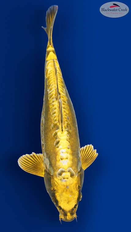 Kikokuryu 14 inches [EC1-8526-68]