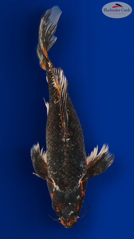 Beni Ginga Butterfly 15 inches [EC1-8526-70]