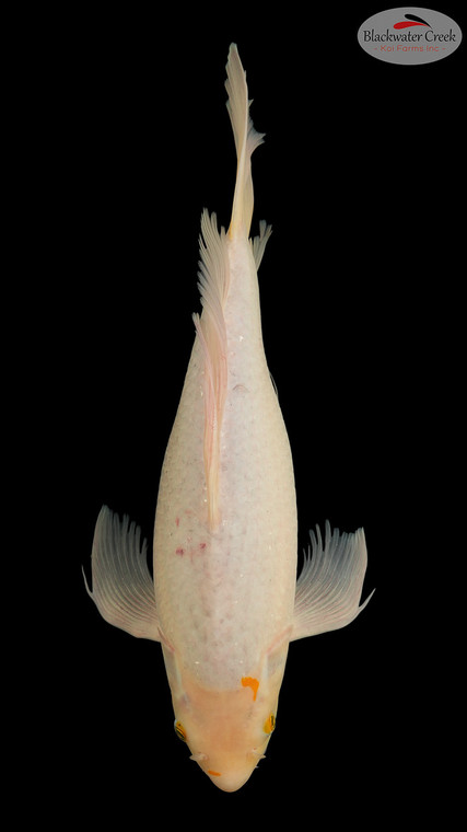 Soragoi Butterfly 17 inches [EC6-8526-81]