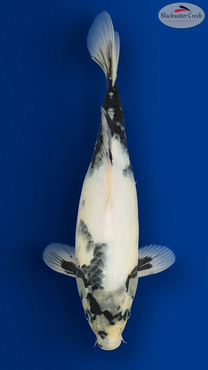 Shiro Utsuri 17 inches [EC6-8526-82]