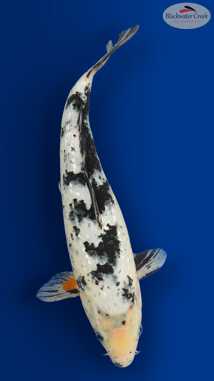 Shiro Bekko 15 inches [EC6-8526-87]
