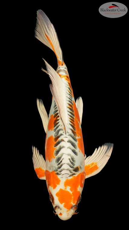 Kujaku Butterfly 15 inches [EC9-8526-91]