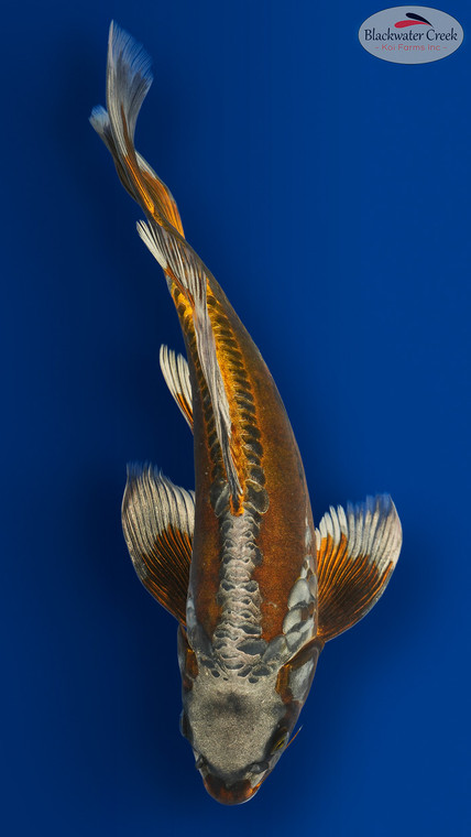 Bronco Flare Butterfly 15 inches [EC10-8526-97]