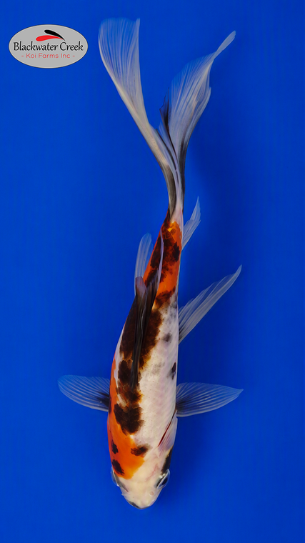 Sanke Gold 4-6 inches [ZZ26-T85-3]