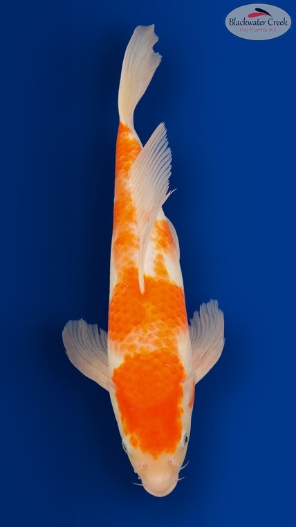 Kohaku 18 inches [ES2-8526-108]