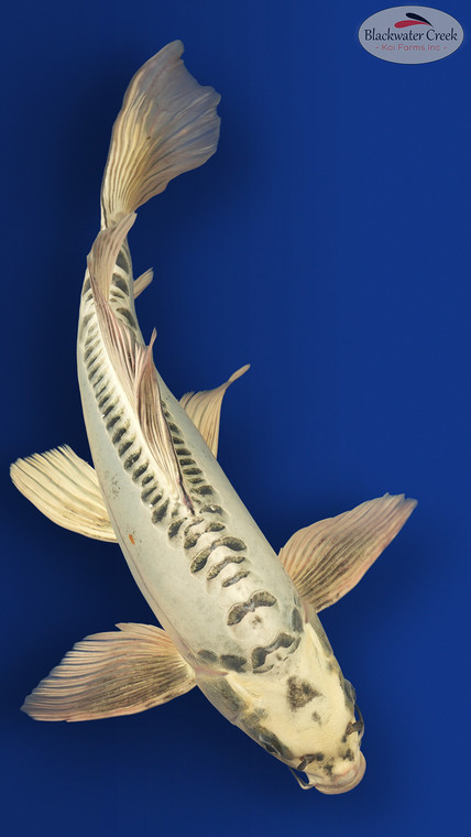 Kikokuryu Butterfly 17 inches [ES2-8526-109]
