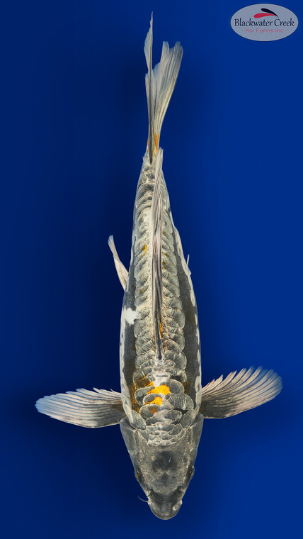 Kikokuryu Butterfly 18 inches [ES2-8526-117]