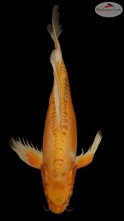 Doitsu Yamabuki Butterfly 18 inches [ES2-8526-118]