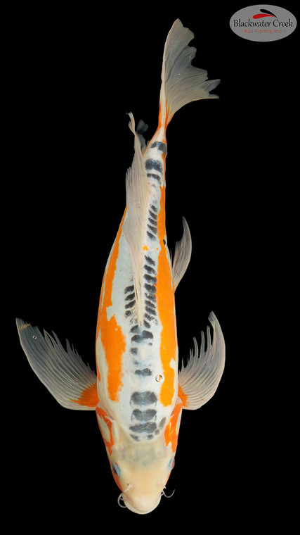 Shusui Butterfly 18 inches [ES2-8526-127]