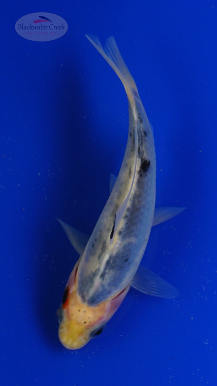 Goldfish 762 3-4 inches [PW-T3-762]