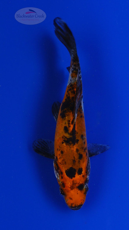 Goldfish 769 3-4 inches [PW-T3-769]