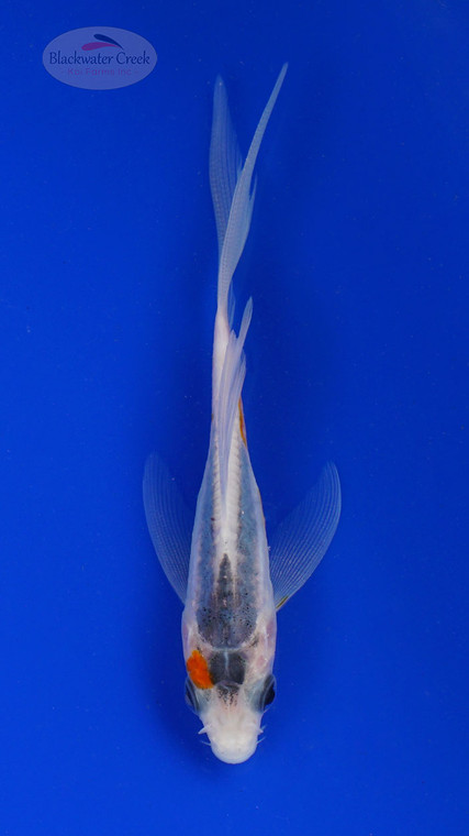 Koi 772 3-4 inches [PW-T3-772]