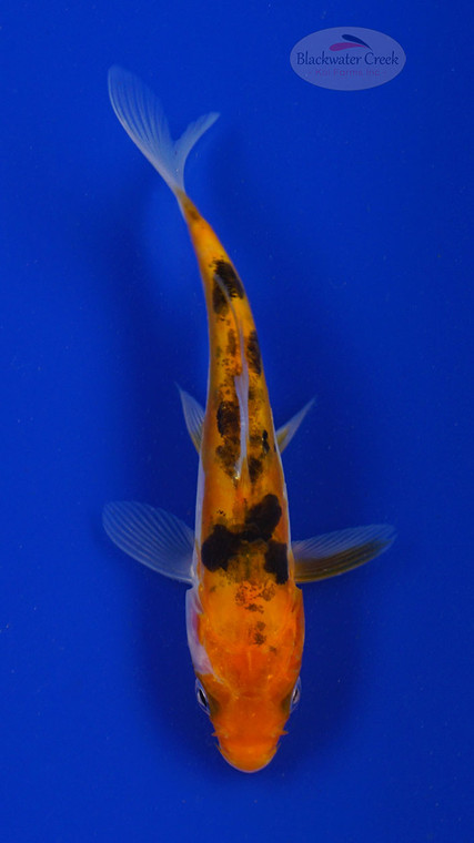 Koi 782 3-4 inches [PW-T3-782]