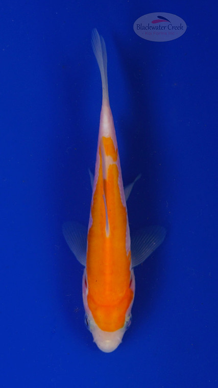 Koi 783 3-4 inches [PW-T3-783]