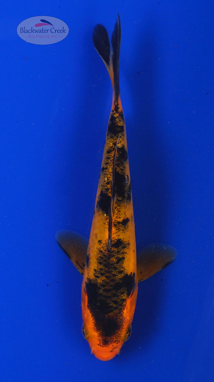 Koi 790 3-4 inches [PW-T4-790]