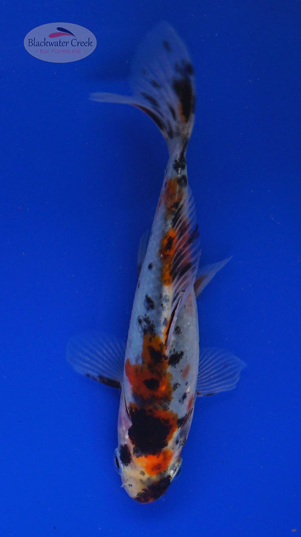 Goldfish 792 3-4 inches [PW-T4-792]