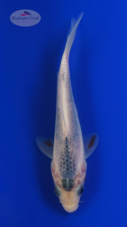 Koi 795 3-4 inches [PW-T4-795]