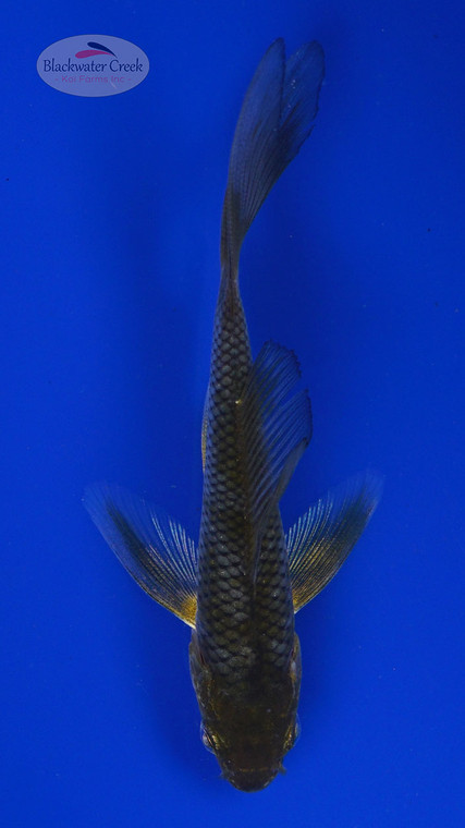 Koi 798 3-4 inches [PW-T4-798]