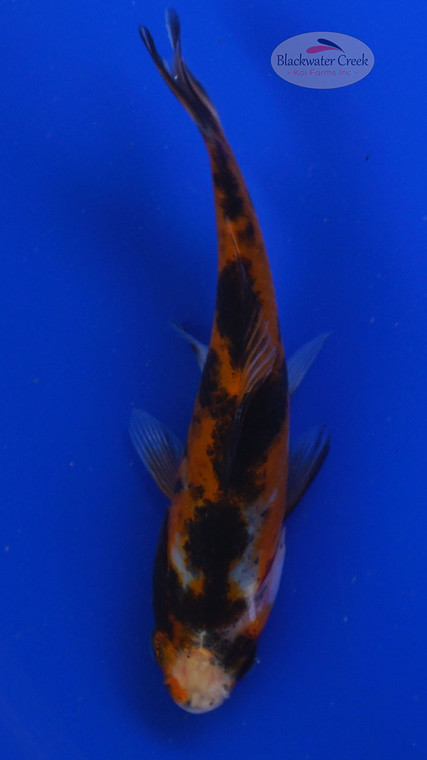 Goldfish 799 3-4 inches [PW-T4-799]