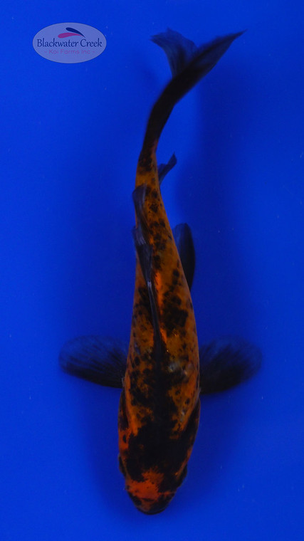 Koi 800 3-4 inches [PW-T4-800]