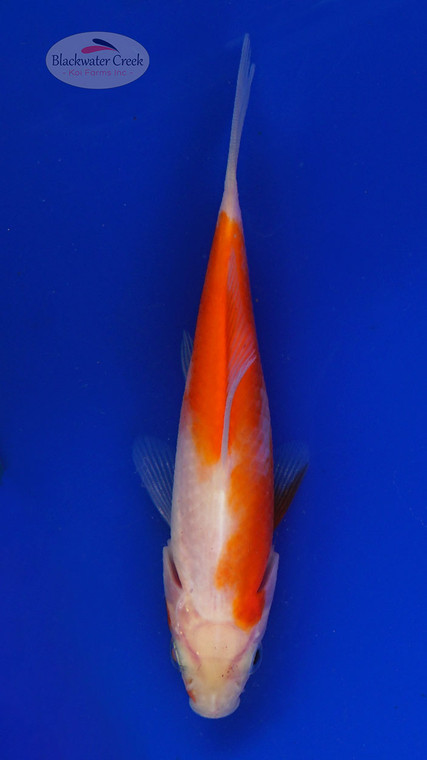 Goldfish 802 3-4 inches [PW-T4-802]
