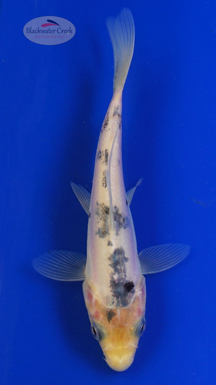 Koi 807 3-4 inches [PW-T4-807]