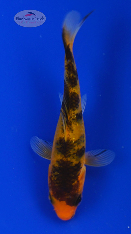 Koi 809 3-4 inches [PW-T4-809]