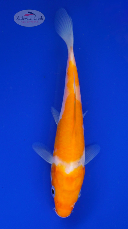 Koi 810 3-4 inches [PW-T4-810]