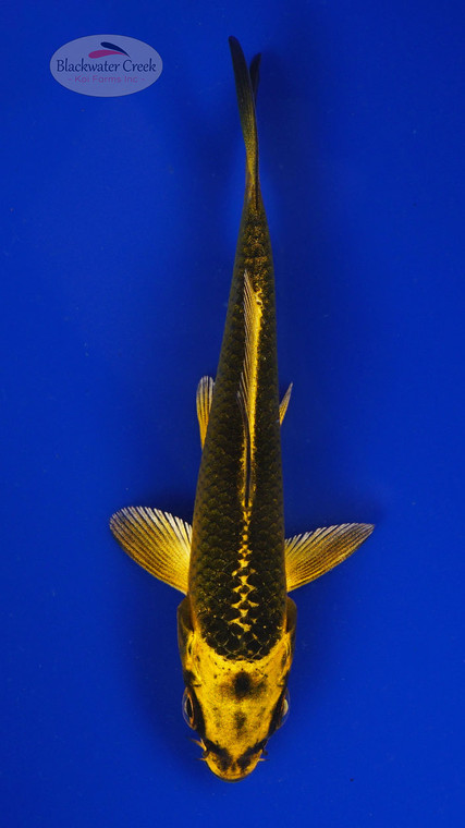 Koi 812 3-4 inches [PW-T4-812]