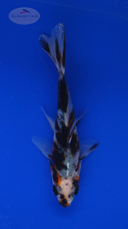 Goldfish 813 3-4 inches [PW-T5-813]