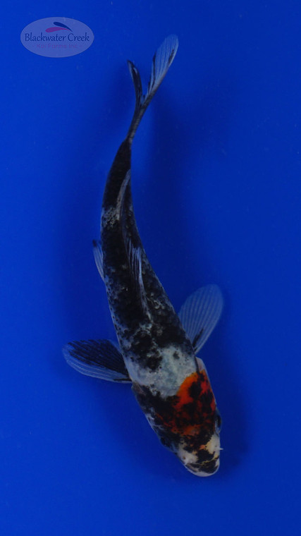 Koi 815 3-4 inches [PW-T5-815]