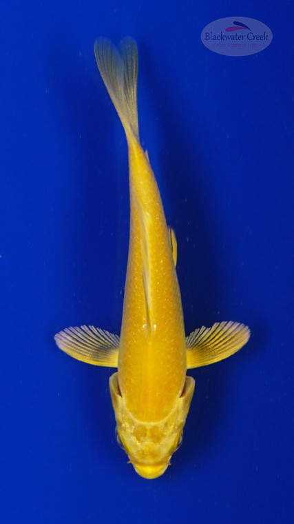 Koi 819 3-4 inches [PW-T5-819]