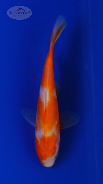 Goldfish 823 3-4 inches [PW-T5-823]