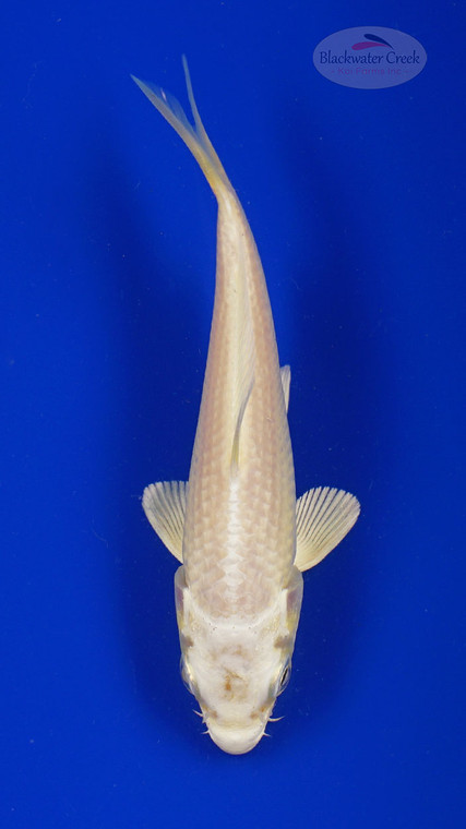 Koi 824 3-4 inches [PW-T5-824]