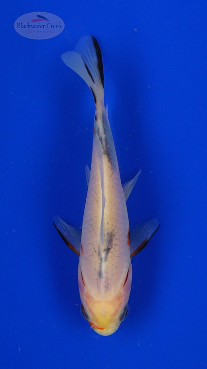 Goldfish 831 3-4 inches [PW-T5-831]