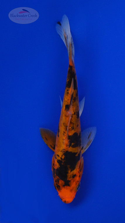 Koi 832 3-4 inches [PW-T5-832]