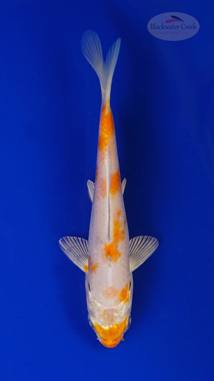 Koi 835 3-4 inches [PW-T5-835]