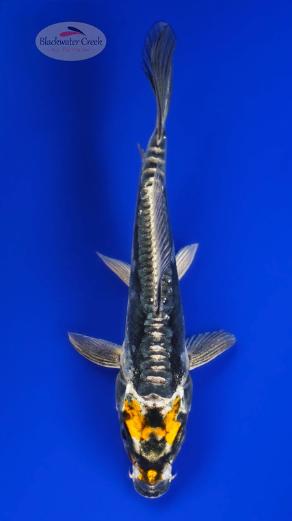 Kikokuryu 4-5 inches [H26-T15-5]