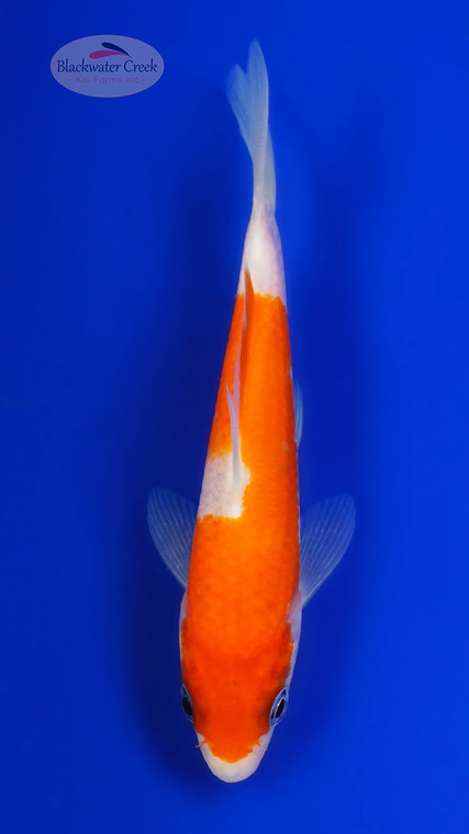 Kohaku 4-5 inches [H26-T36-50]